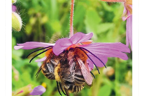 Bees - More than a honey