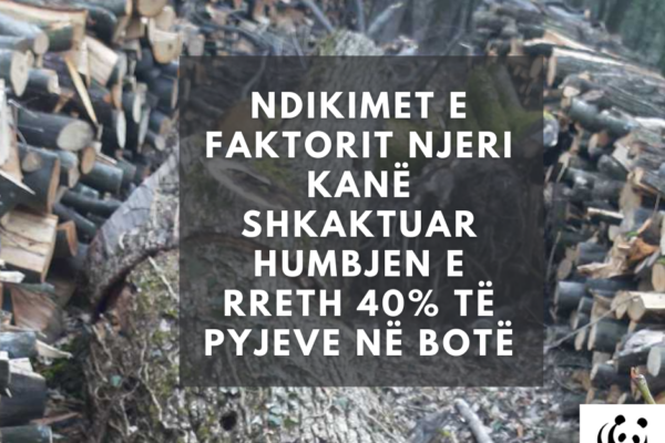 Dita Boterore e Pyjeve - 21 mars 2021 - Foto 3