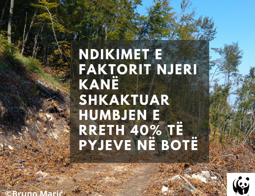 International Day of Forests